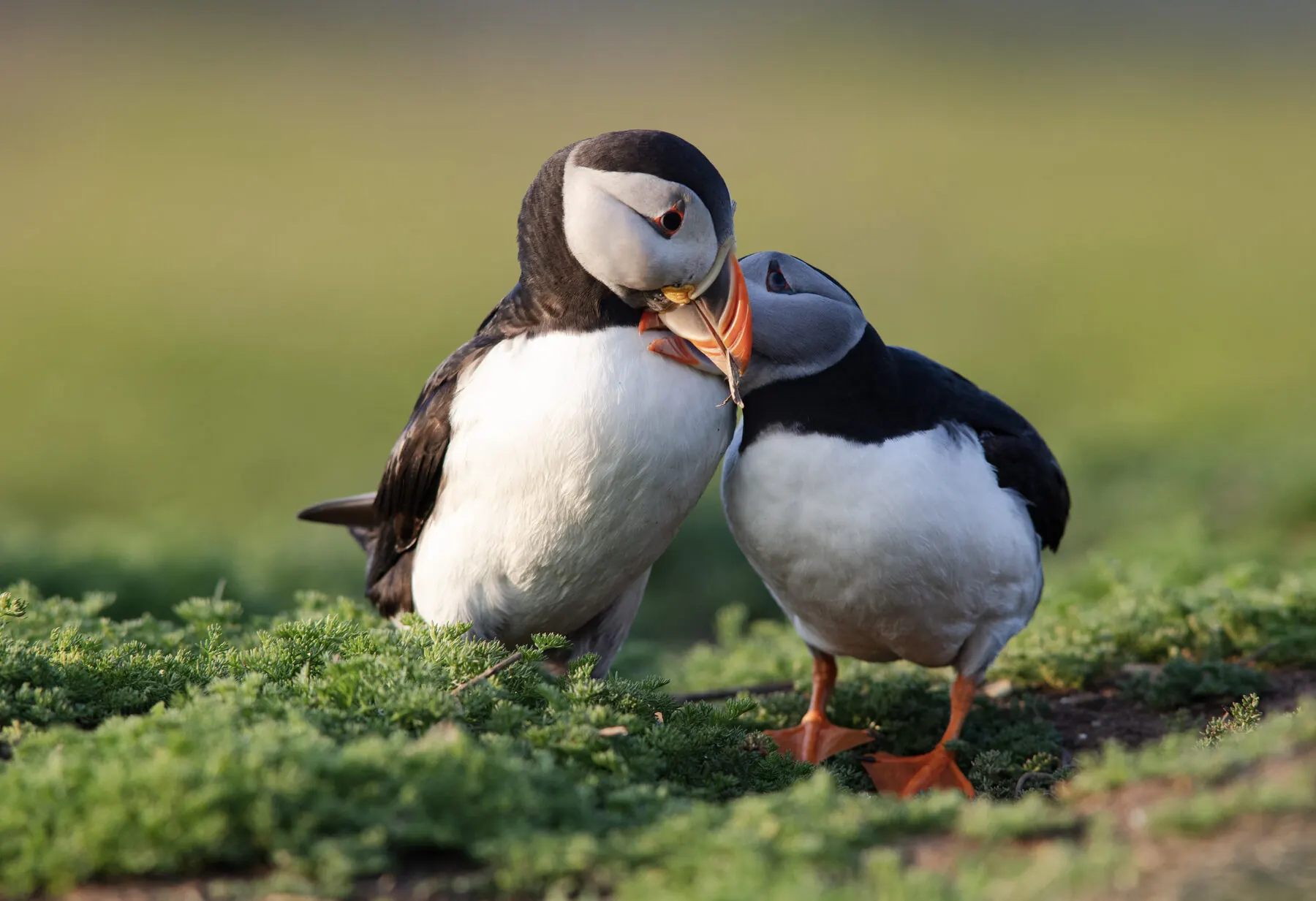 Two puffins standing close together, bills touching, in a grassy field