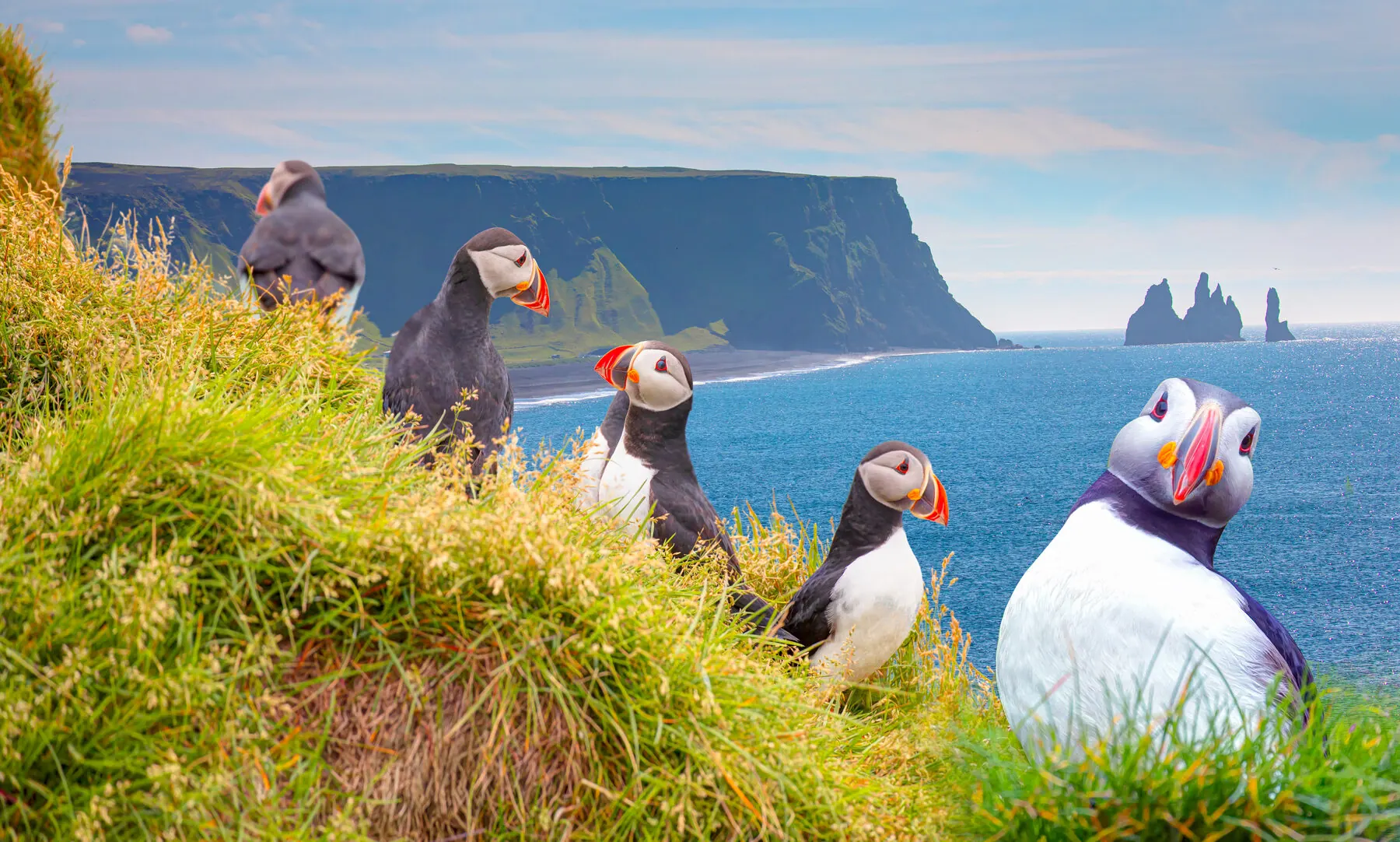 A row of puffins perched on a grassy cliff overlooking the sea, with Reynisdrangar sea stacks in the distance