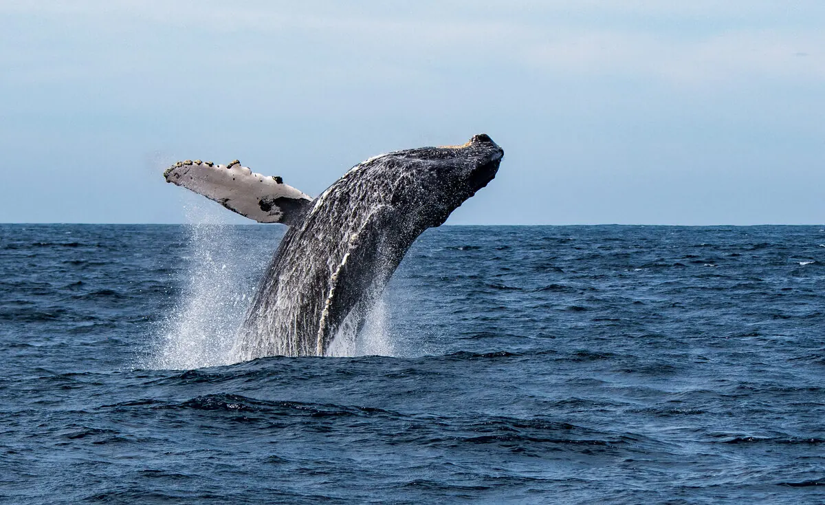 A humpback whale's barnacle-edged tail lifts out of the water as it dives