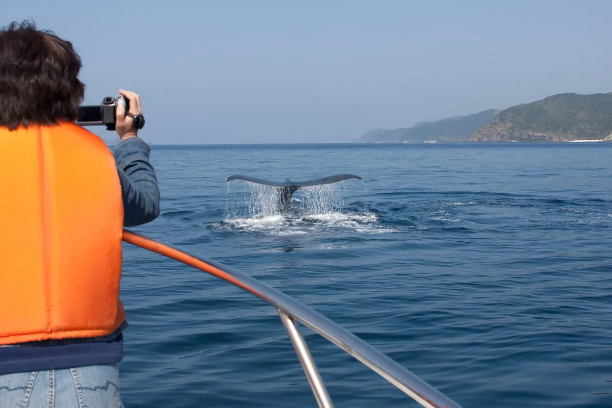 A guest in a life vest watching a whale's tail from the boat, Icelandic coastline in the distance