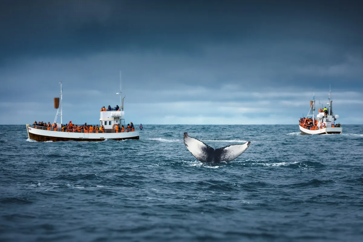 Two whale-watching boats full of guests in orange survival suits, a whale's tail surfacing between them