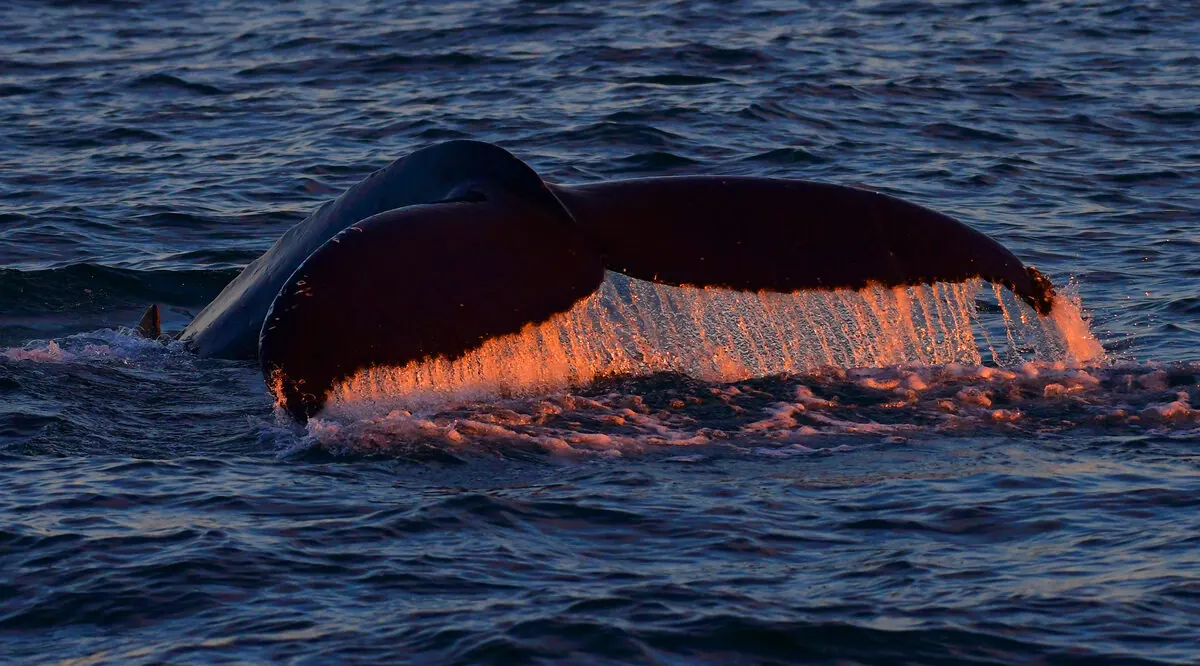 A whale's tail backlit by golden evening light as it dives