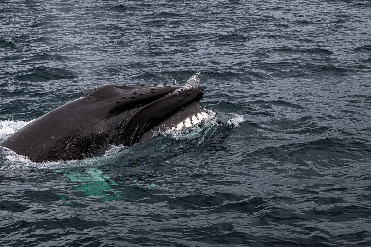 A humpback whale's head and open mouth breaking the surface close to the boat