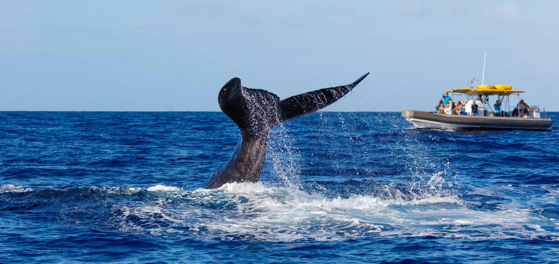 Whale Watching
