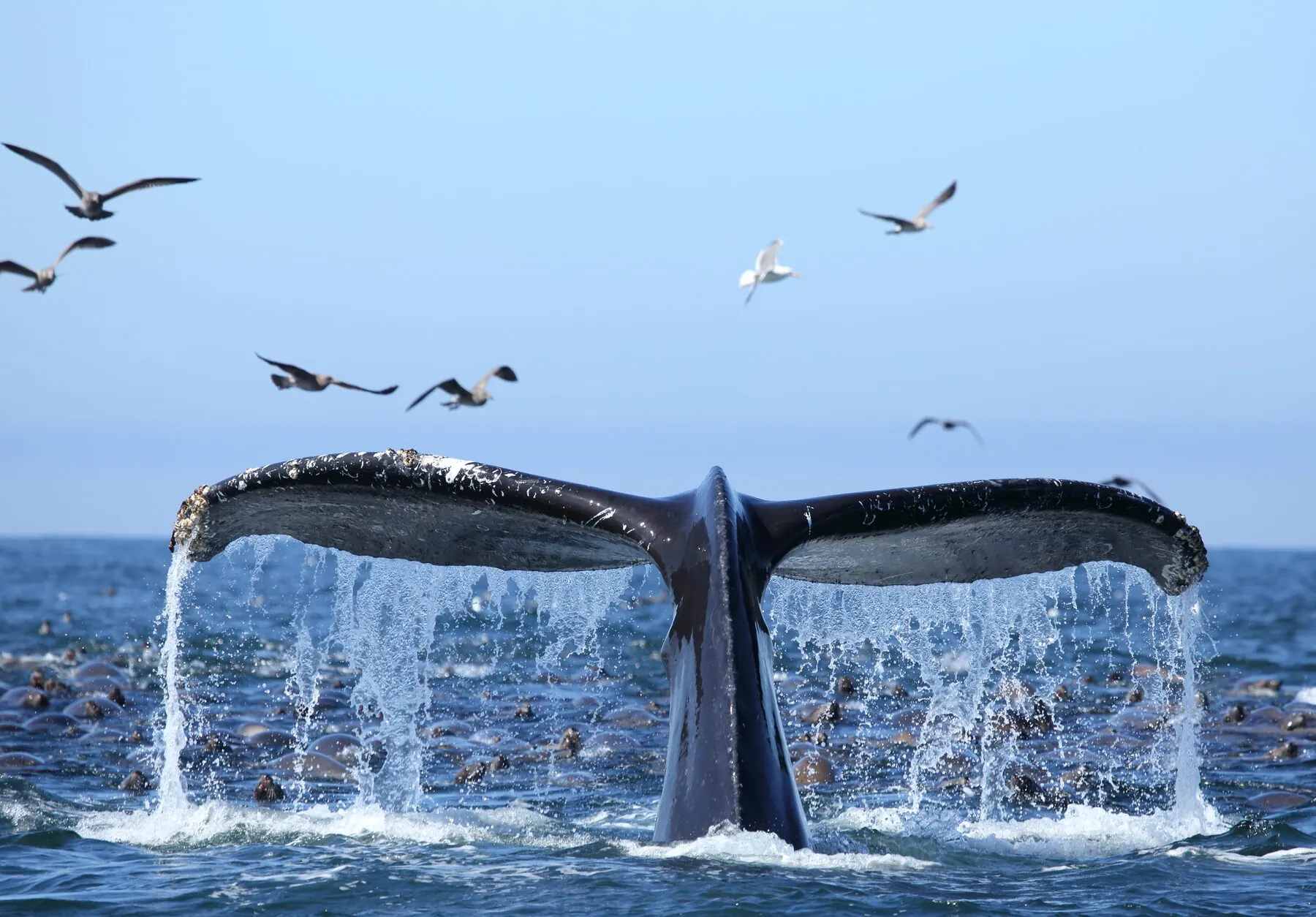 A whale-watching boat with guests aboard, a whale's tail visible in the water nearby