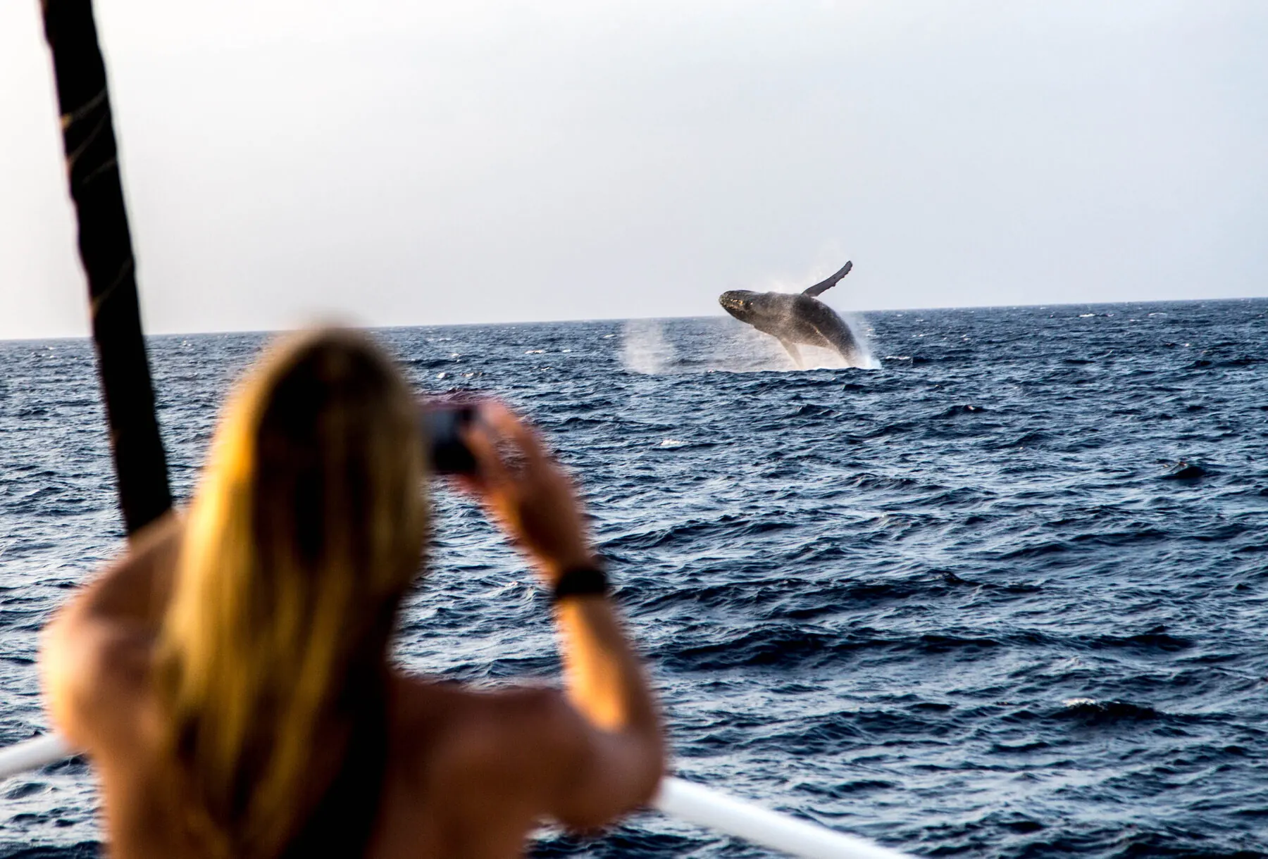 A guest photographing a breaching whale from the deck of a whale-watching boat
