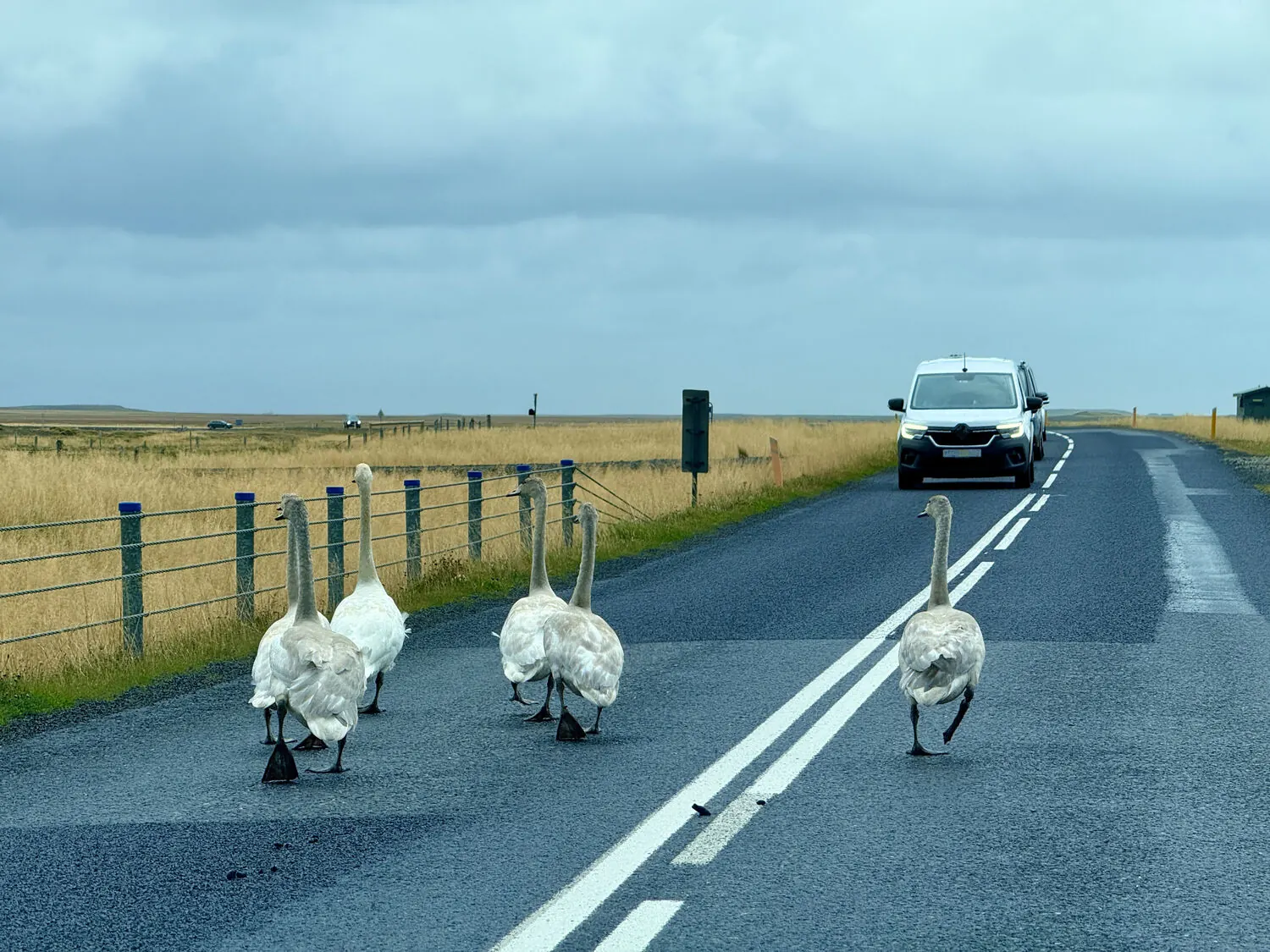A group of whooper swans crossing a two-lane road in front of a car