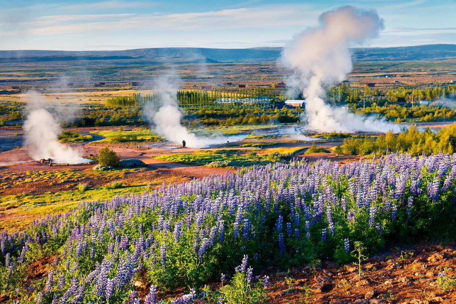 Steam rising from the Geysir geothermal area with purple lupine flowers in the foreground