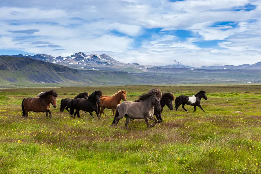 Icelandic Horse Riding