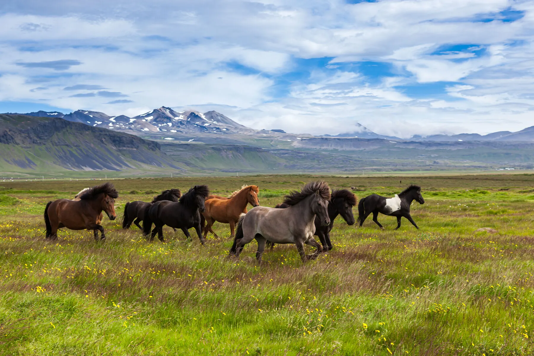 A herd of Icelandic horses of varied coat colours running across a green field with snow-capped mountains behind