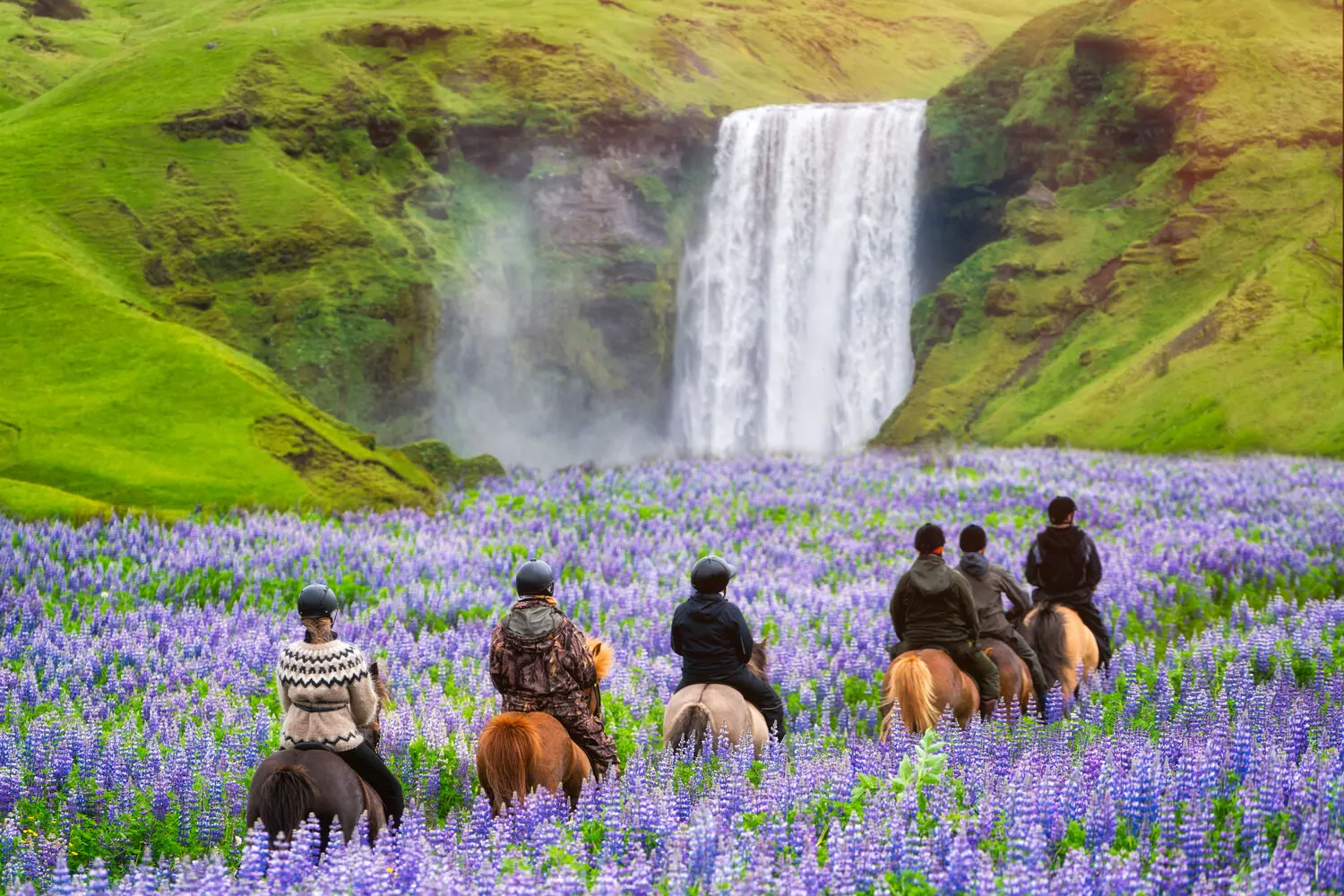 Riders on Icelandic horses crossing a field of purple lupine flowers toward a waterfall