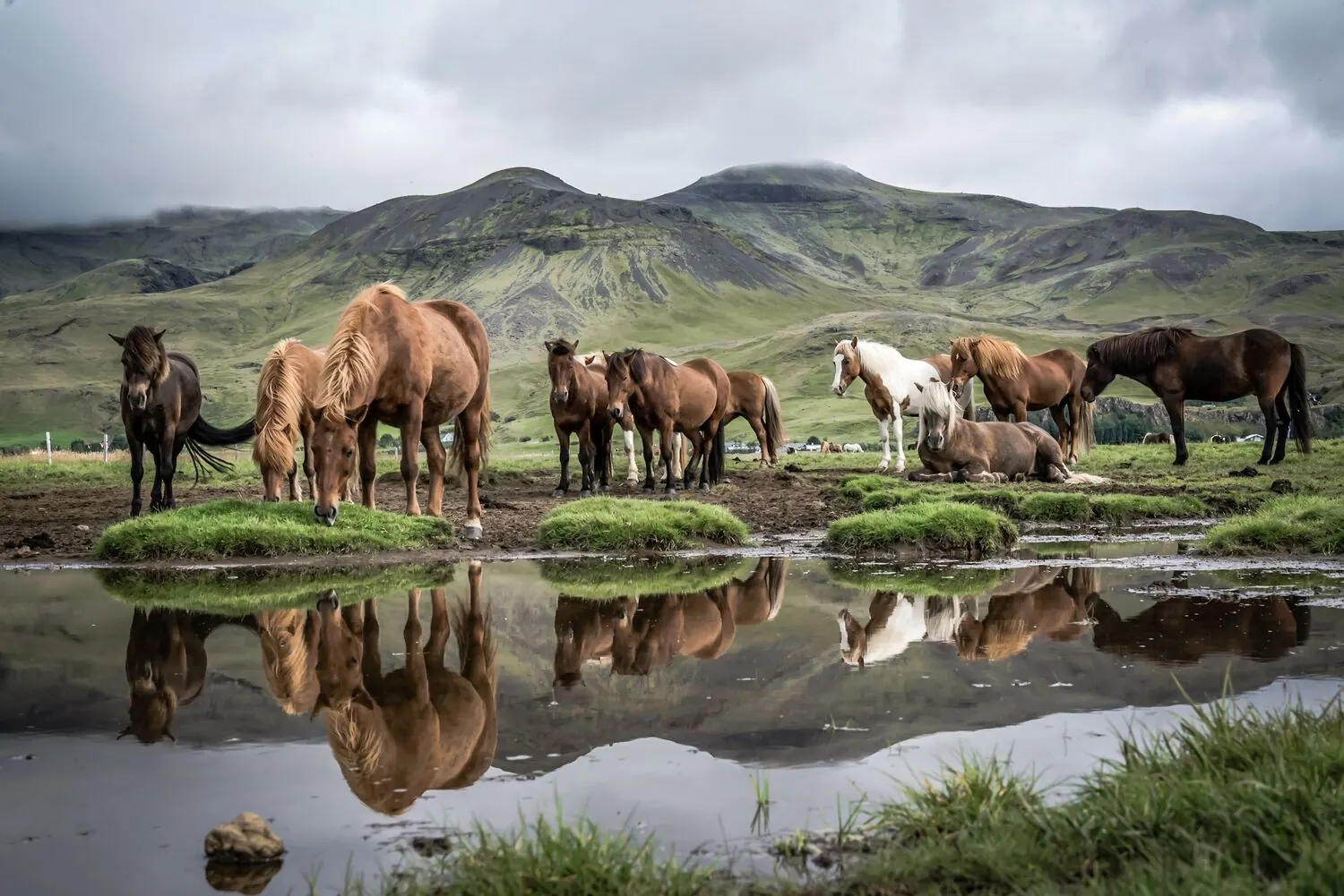 A small group of calm Icelandic horses standing beside still water with mountains reflected behind them