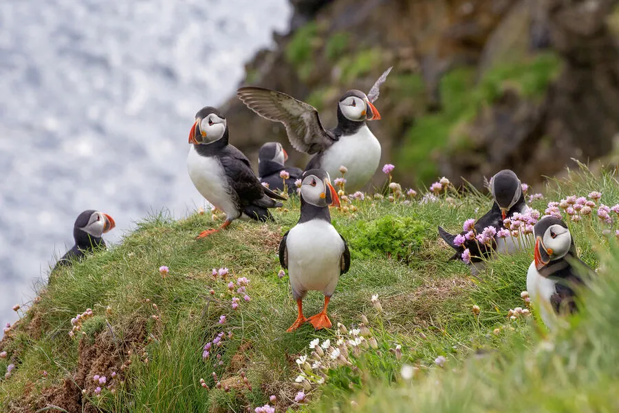 Atlantic puffins on a wildflower-covered Icelandic cliff